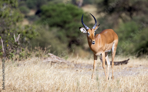 Beautiful Impala taken in Tarangire national park, Tanzania