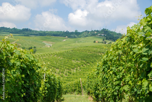Vineyards of Langhe  Piedmont - Italy