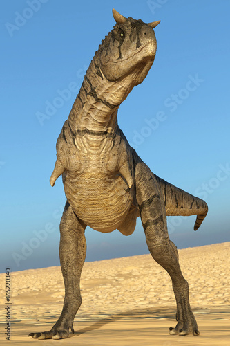 carnotaurus looking for food on desert © DM7