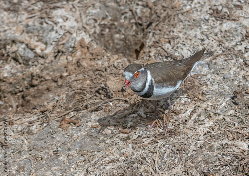 Three Banded Plover  a short-billed gregarious wading bird, typically found by water but sometimes frequenting grassland, tundra, and mountains. photo