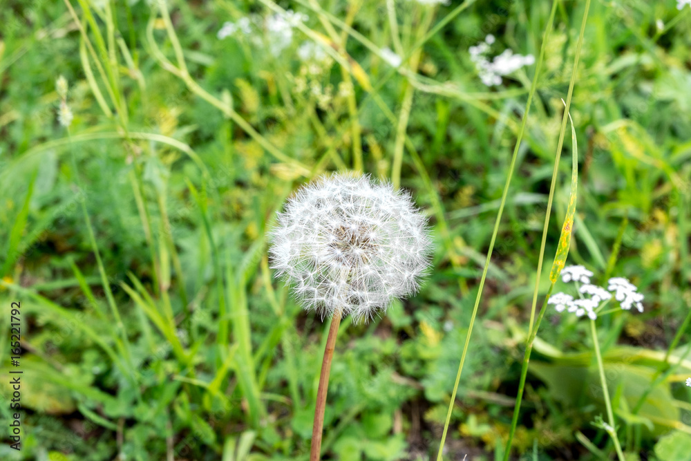 dandelion, blowball, taraxacum