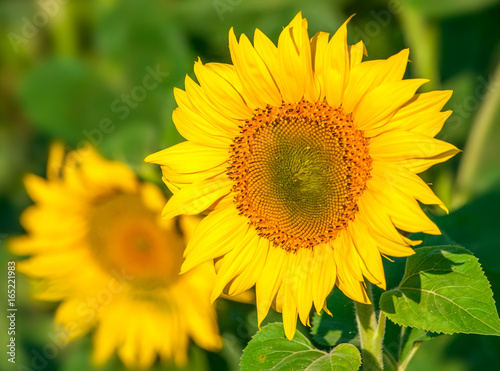 Field of sunflowers . Close up of sunflower against a field