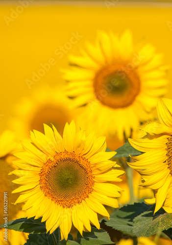 Field of sunflowers . Close up of sunflower against a field