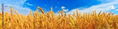 Panorama of wheat