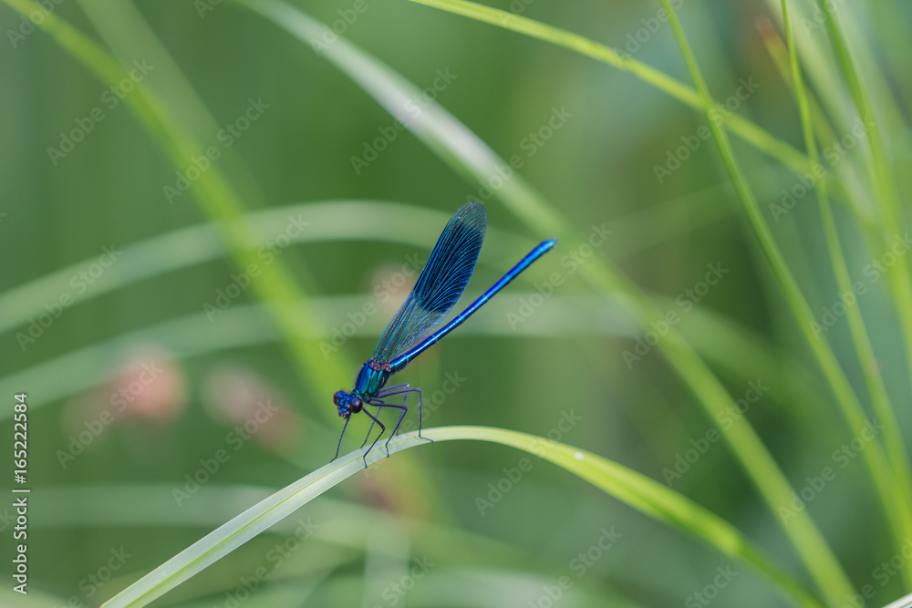 Blauflügel-Prachtlibelle auf Schilfblatt Blauflügel-Prachtlibelle auf Schilfblatt