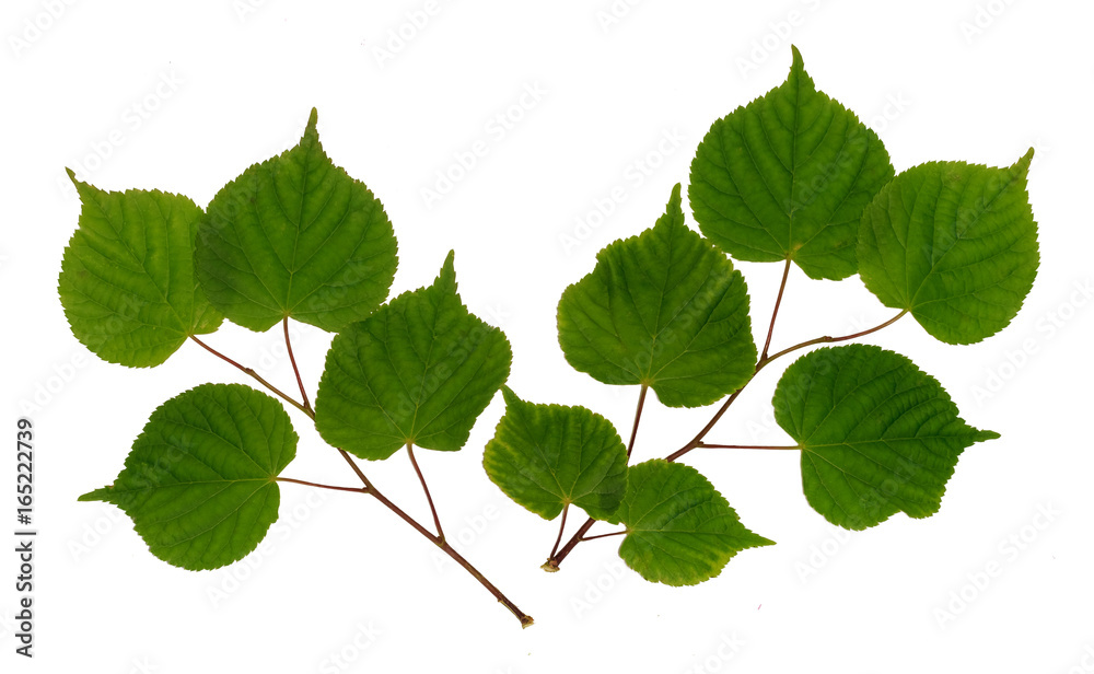 Fototapeta premium Linden branch isolated on white