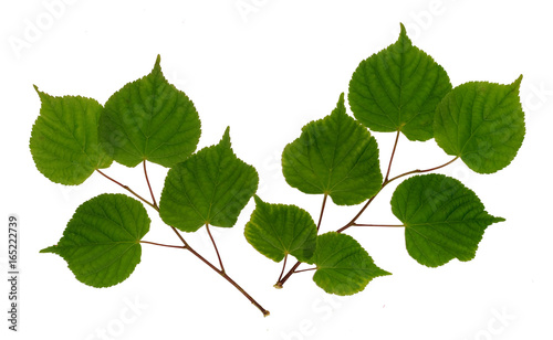 Linden branch isolated on white