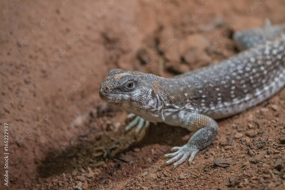 Lizard in a terrarium enyoing the warmth of the lamps Lizard in a terrarium enyoing the warmth of the lamps