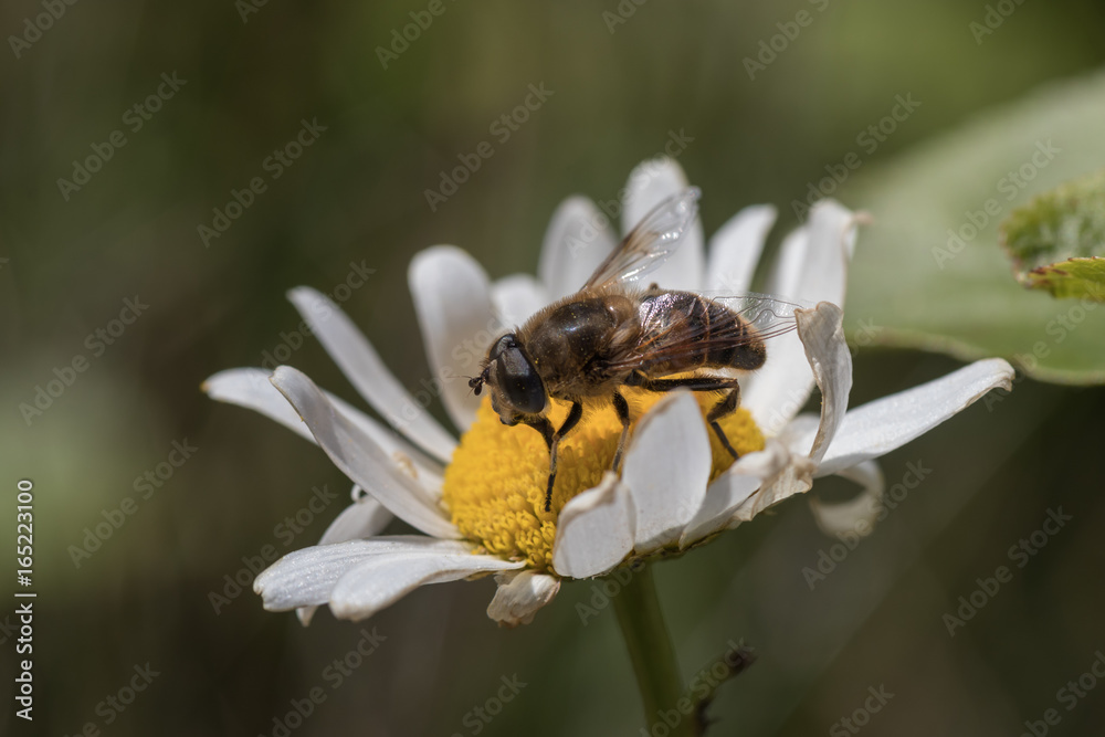 Biene beim Bestäuben, sitzt auf Blüte Biene beim Bestäuben, sitzt auf Blüte