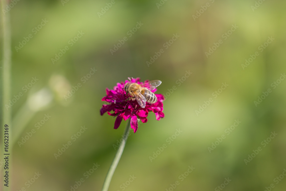 Biene beim Bestäuben, sitzt auf Blüte Biene beim Bestäuben, sitzt auf Blüte
