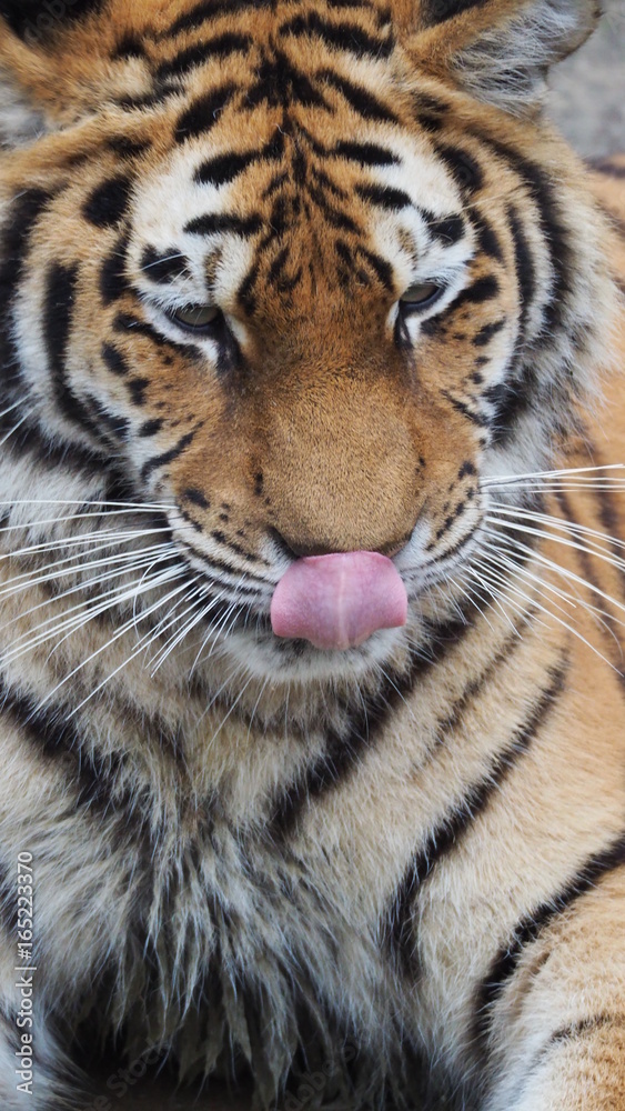 Fototapeta premium tiger