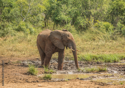 Young african savannah elephant  bull at a waterhole spraying mud on his body as sun protection at the Hluhluwe iMfolozi Park