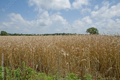 Wheat field on a hot humid summer day