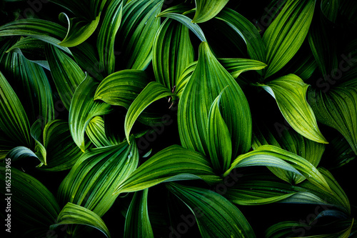 Green leaf plant with dew