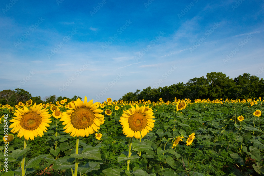Fototapeta premium Sunflower Fields
