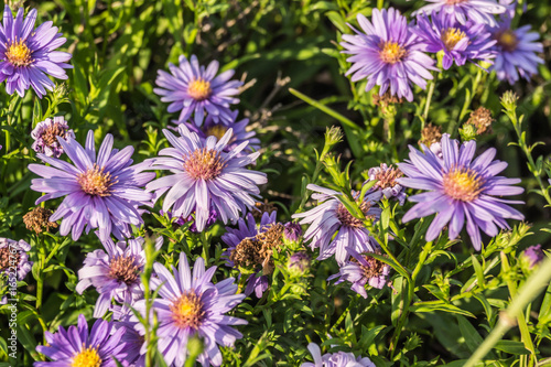 Aromatische Aster