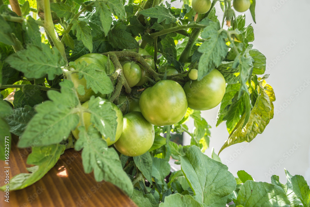 Grüne Tomaten Grüne Tomaten