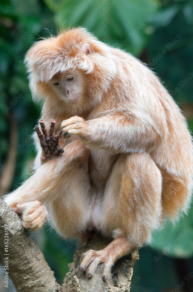 Ebony Langur Monkey Minding His Business Stock Photo | Adobe Stock