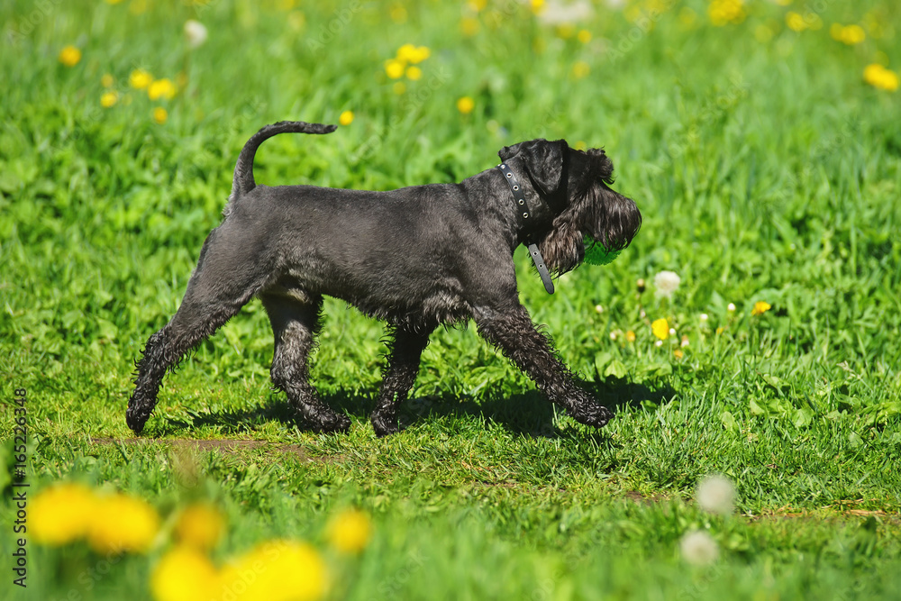 Black Miniature Schnauzer dog walking on a green grass holding a green ball Black Miniature Schnauzer dog walking on a green grass holding a green ball