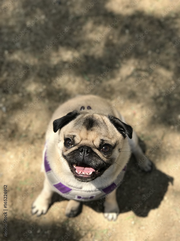 Obraz premium Pug