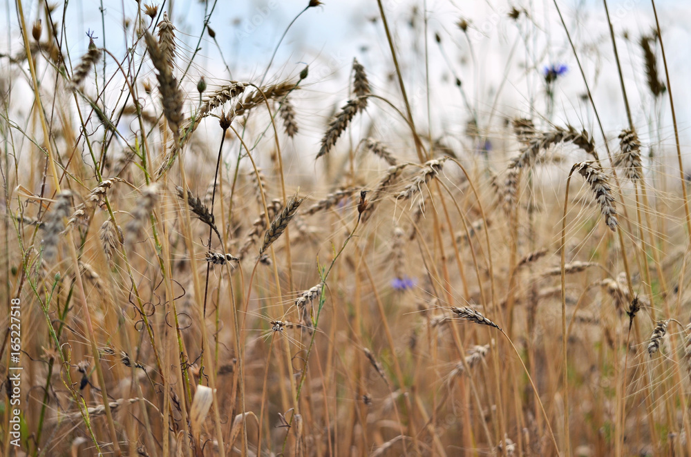 Fototapeta premium Detail of ripe wheat field with blue cornflowers, selective focus.