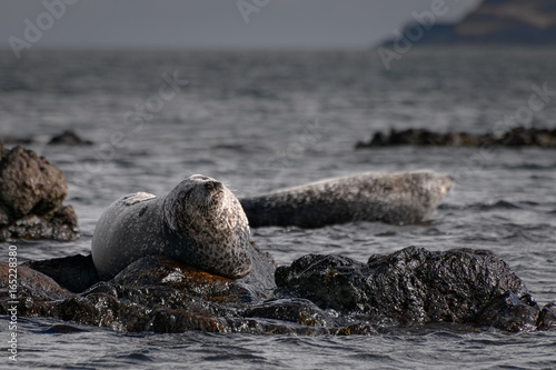 Grey Seals (Halichoerus Grypus) on Shore of Scotland, United Kingdom © Petr Jelinek