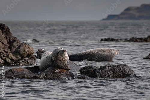 Grey Seals (Halichoerus Grypus) on Shore of Scotland, United Kingdom