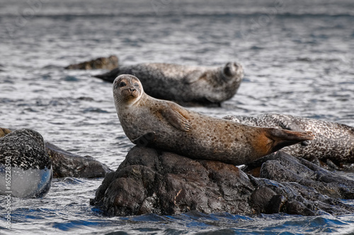 Common Seal (Phoca Vitulina) and Grey Seals (Halichoerus Grypus) on Shore of Scotland, United Kingdom