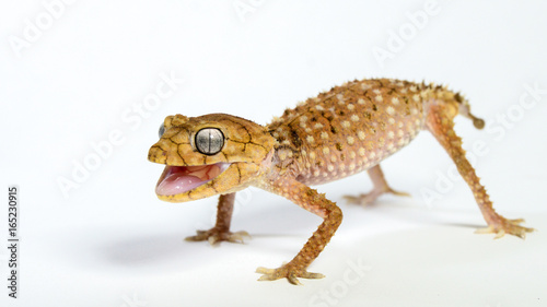 Knob Tail Gecko Nephrurus  © chris