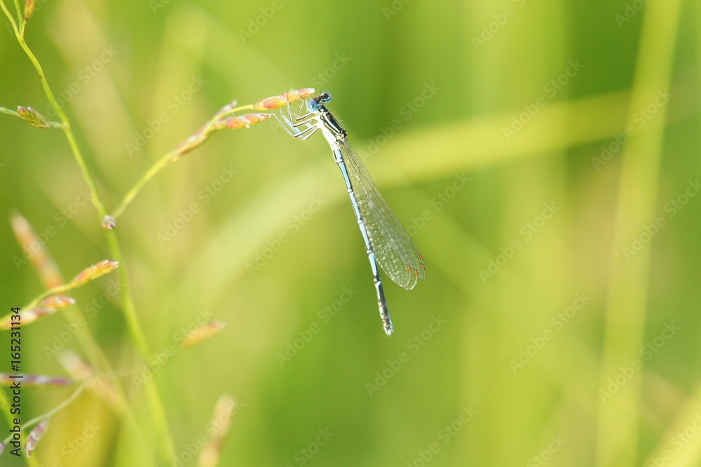 Dragonfly