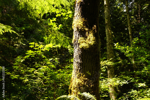 Conifer tree trunk with lichen and moss photo