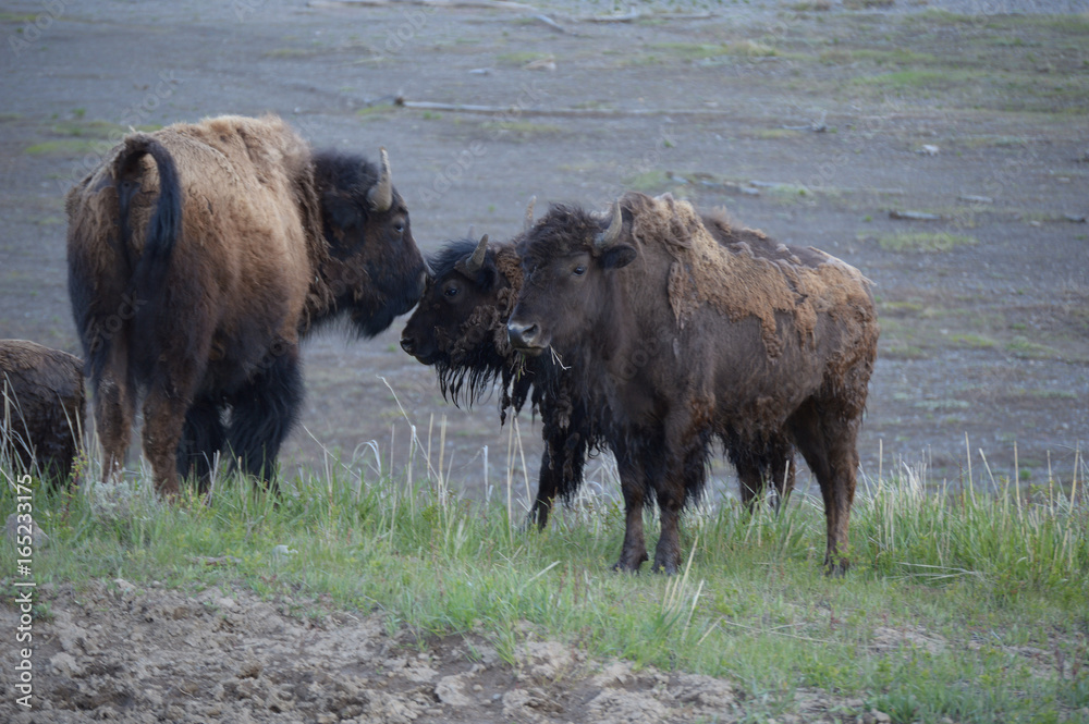 Yellowstone