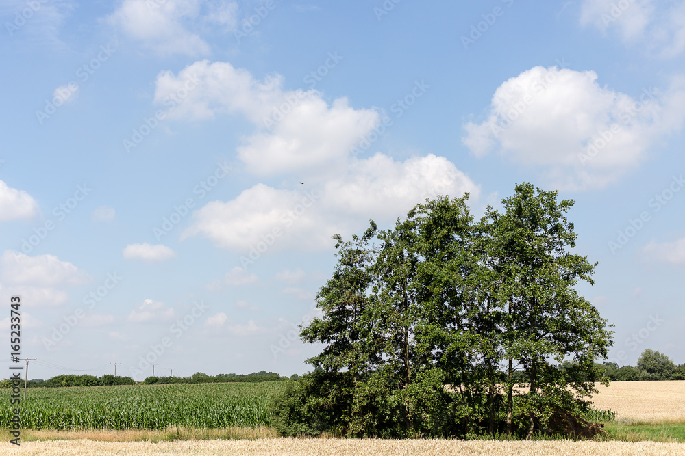 Fototapeta premium Baum vor blauem leicht wolkigem Himmel