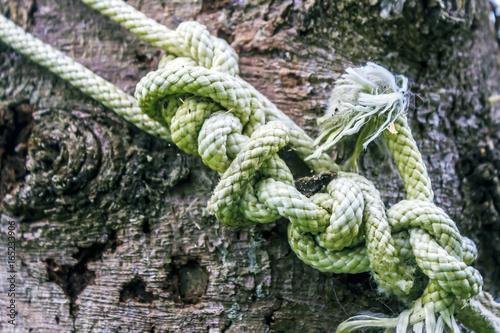 A lot of knots of a thick rope on a background of a wooden bark of spruce. The concept of intricate relationships.