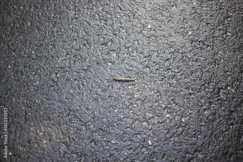 Nacktschnecke auf Asphaltstraße mit Schleimspur