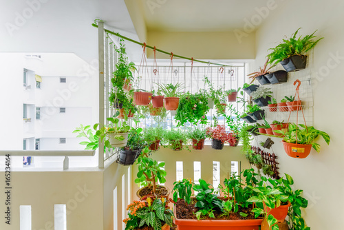 Photography Home grown flowers and herbs in the hanging pots at balcony at Ang Mo Kio area