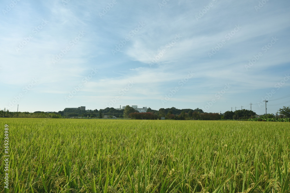 秋の稲穂とスジ雲