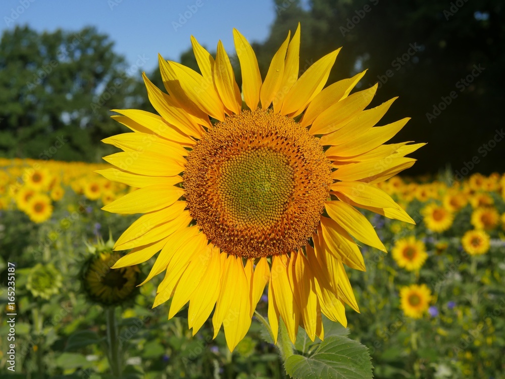 Fototapeta premium Field of sunflowers in the morning
