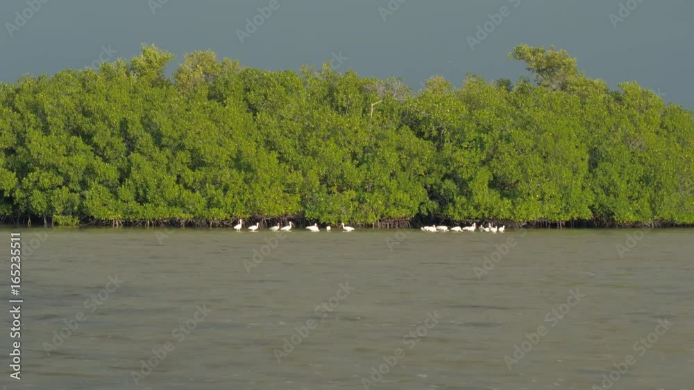 A flock of white ibises standing in shallow water feeding on fish in muddy Rio Lagartos river near the overgrown shore in mangrove swamp. Wild birds searching for food near the coast in sunny Mexico