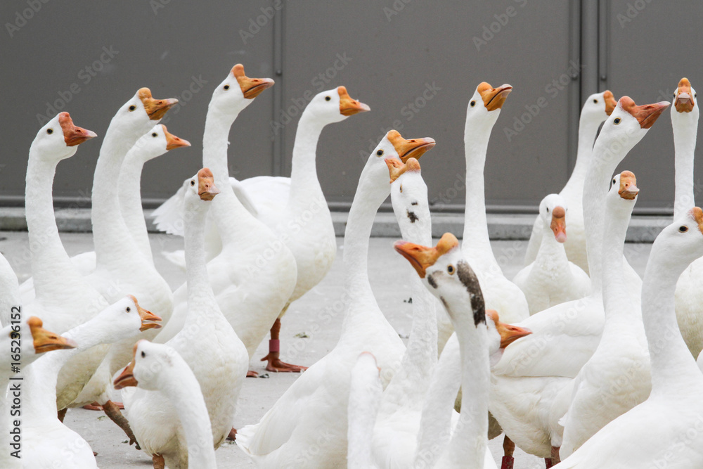 Obraz premium ducks