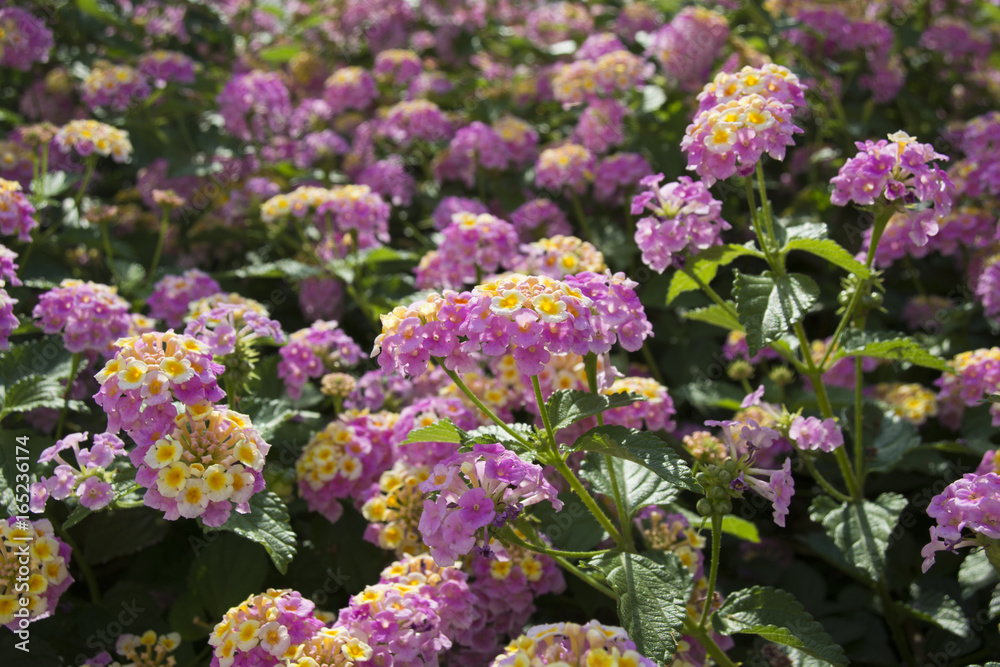 Lantana (Shichihenge, Shrub verbenas) is blooming, Japan Lantana (Shichihenge, Shrub verbenas) is blooming, Japan