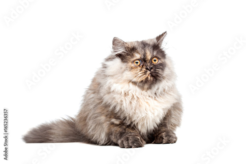 Fototapeta Naklejka Na Ścianę i Meble -  Chinchilla Persian cat