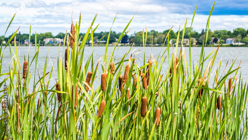 garden of cattails along shoreline of Massachusetts lake