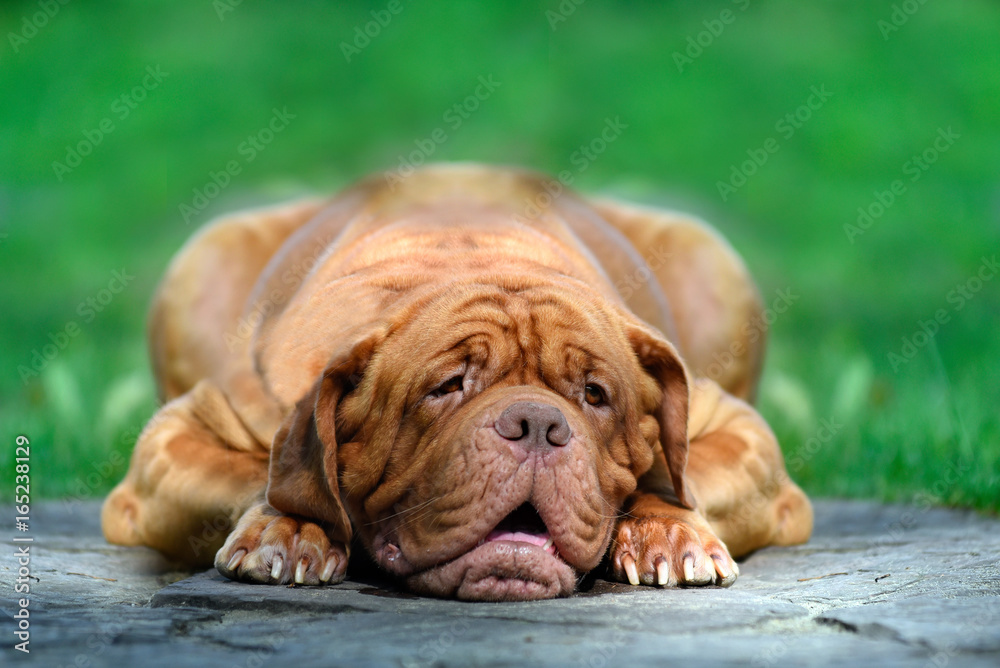 Fototapeta premium dog