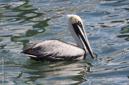 Pelican in Floria Everglades