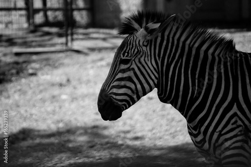 Zebra Black and Whie