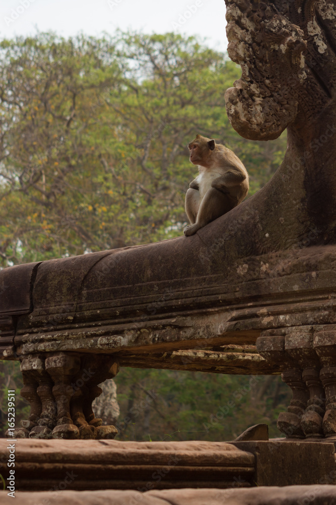 Monkey at Angkor Wat, Cambodia