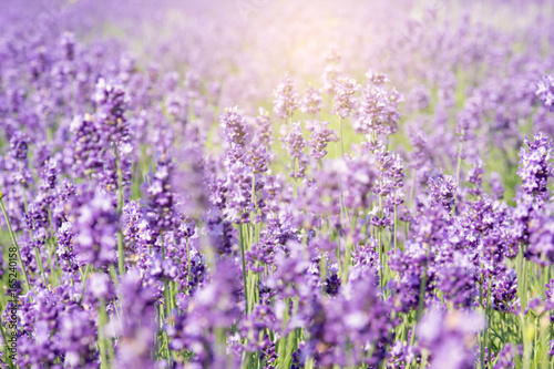 Soft and blur of Lavender field in summer season of Furano  Hokkaido  Japan