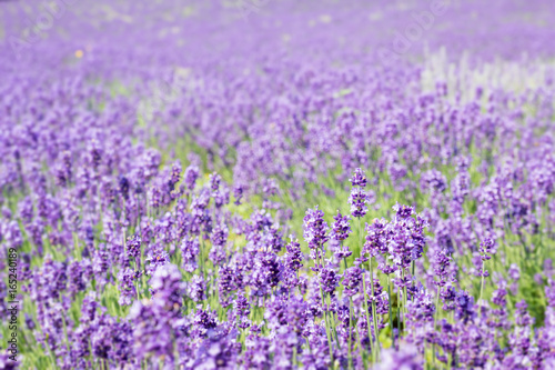 Soft and blur of Lavender field in summer season of Furano  Hokkaido  Japan