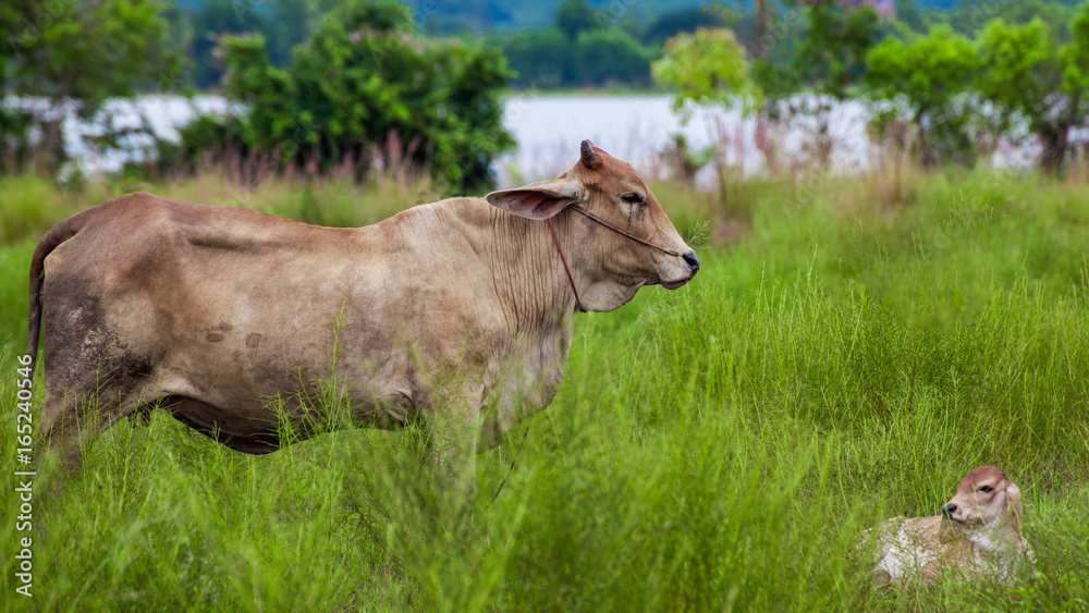 The cow is standing on a green pasture with a calf.